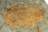Bright Orange Hamatolenus Trilobite - Pos/Neg Split! #254781-2